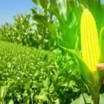 Engenharia genética vegetal e alimentos saudáveis.